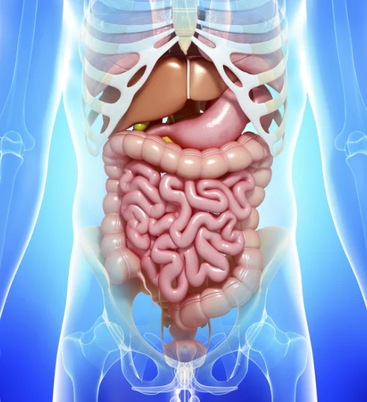 Gastrointestinal Pathology